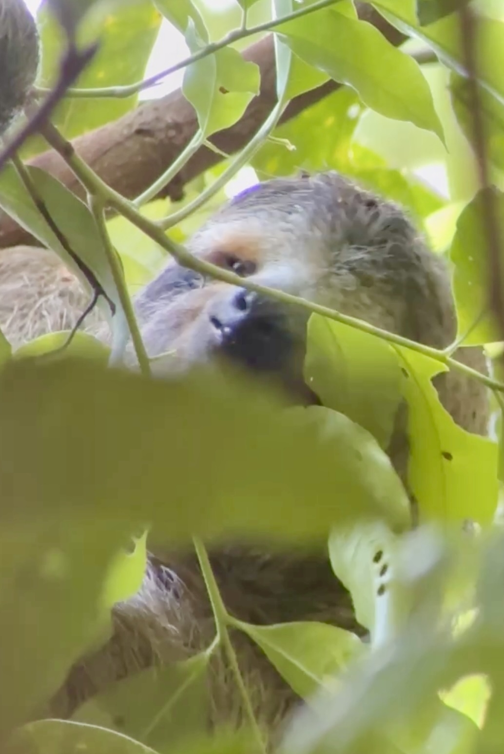 One of the most diverse places on the planet, Corcovado National Park, Costa Rica